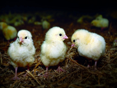 Why welfare is integral to good poultry management