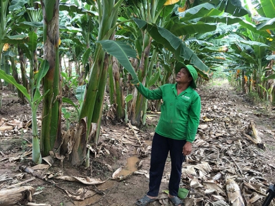 Trồng chuối sáp thu nhập cao