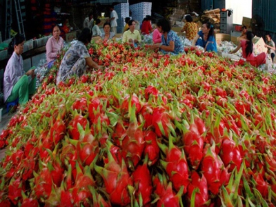 VN fruits need to gain domestic market before exporting: experts