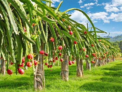 Training growers on dragon fruit traceability