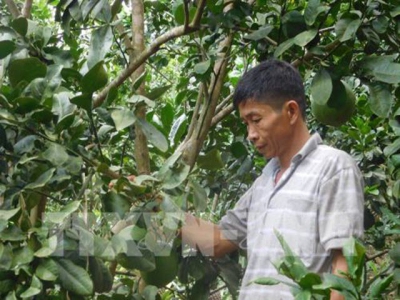 Ứng dụng tiến bộ kỹ thuật trong sản xuất cây ăn quả có múi (Kỳ 1)