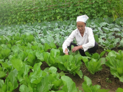 Organizing to plant 2 hectares of VietGAP vegetables