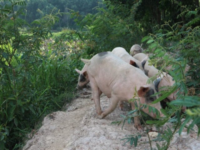 Vietnamese agriculture, but not as you know it