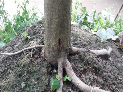 Những câu hỏi đặt ra với việc tiêm chích trị bệnh cho cây có múi