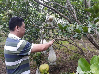 Hiệu quả mô hình trồng bưởi hồng Quang Tiến theo quy trình VietGAP
