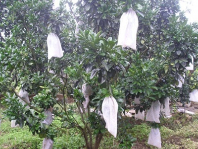 Bảo vệ cây ăn quả trong mùa mưa bão