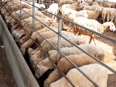 Ninh Thuận to breed more sheep, goats for commercial production