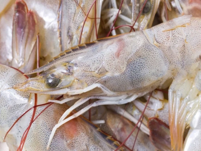 Shrimp producers seek feed solutions