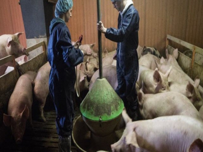 Investing in biosecurity called key step to curb spread of animal diseases