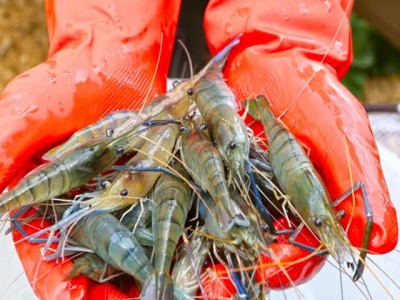 Genomic breakthrough for freshwater prawns