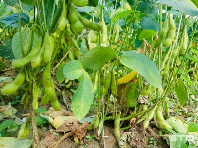 Đậu nành rau - Hướng sản xuất mới của nông dân Cù Lao Dung