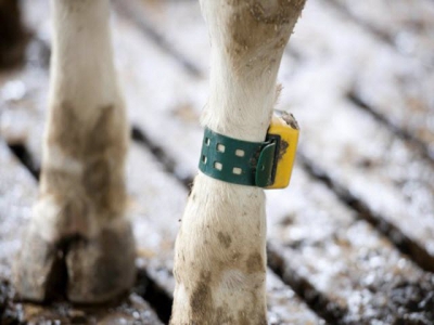 Sensor value and viability for dairy cows