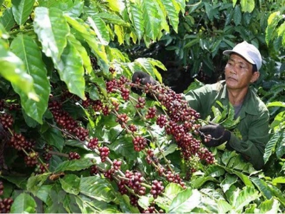 Coffee exporters count on local market as exports slow