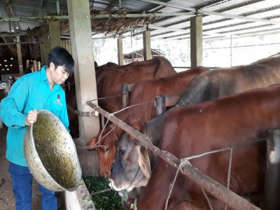 Trở thành triệu phú từ mô hình nuôi bò khép kín