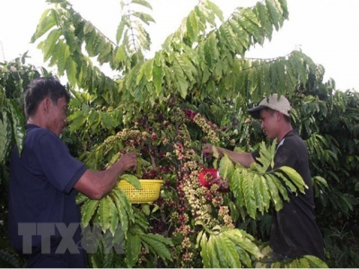 Gia Lai province replaces old coffee trees with new ones