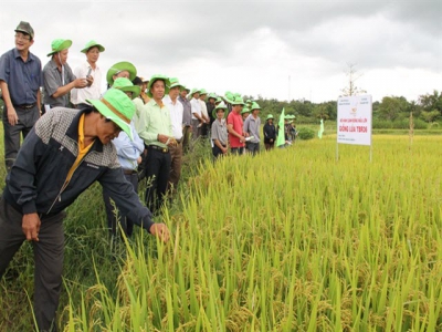 Giống lúa TBR 36 khẳng định trên Tây Nguyên
