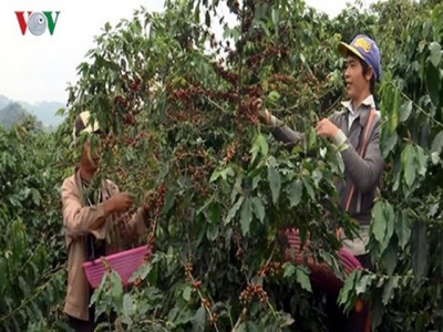 Coffee prices continue to slide