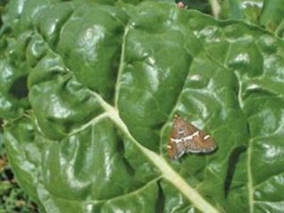 Dealing with Hawaiian beet webworm the biological way