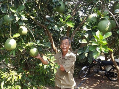 Làm giàu từ trồng bưởi da xanh theo mô hình VietGAP