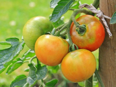 Spray your tomatoes effectively