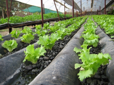 Growing Lettuce in Greenhouses and Frames