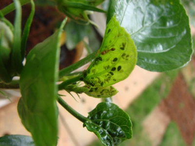 Biological control of aphids