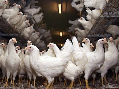 Liệu có phải FCR luôn là chỉ số lợi nhuận trong chăn nuôi gà thịt?