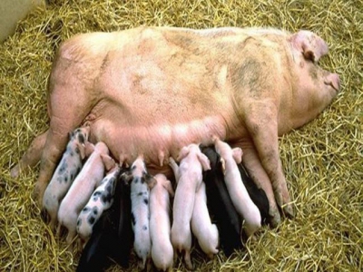 Novel method to monitor blood flow in pregnant sows