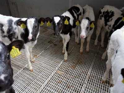 Remote weighing and data recording in calves