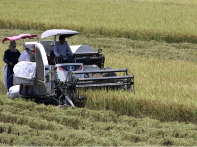 Mekong Delta summer – autumn rice output to go up slightly: authorities