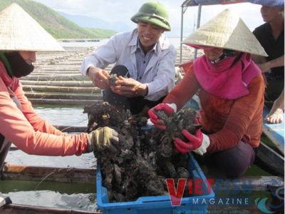 Hà Tĩnh Oyster farming at the base of Cầu Vọng mountain