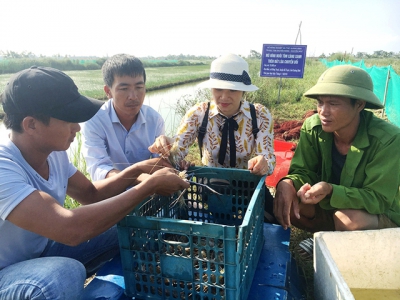 Nhân rộng mô hình nuôi tôm càng xanh trên đất lúa chuyển đổi tại Quảng Bình