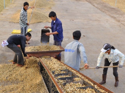 Global glut pushes down Vietnams coffee export earnings