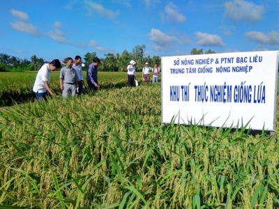 Chọn tạo giống lúa thích ứng biến đổi khí hậu