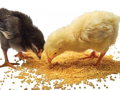 Is inflammation control key to antibiotic-free poultry?