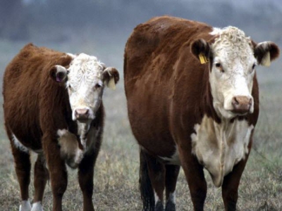 Mushrooms may enhance corn stover nutrition for beef cattle