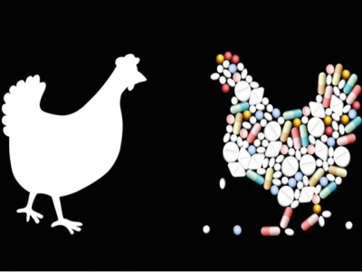 US, Pakistani researchers team up to design antibiotic-free poultry support