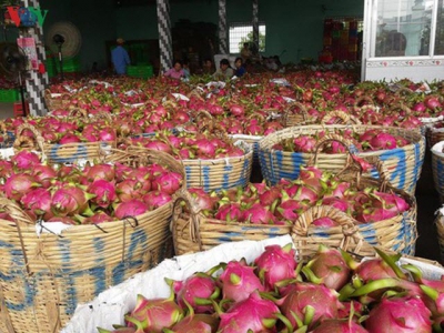 Price of white-flesh dragon fruit soars