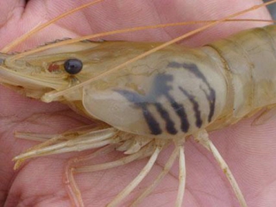 Early detection the microsporidian parasite infecting shrimps