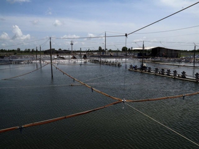 Kiên Giang farmers increase harvests of aquatic species