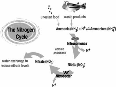 Sử dụng hiệu quả vi khuẩn nitrat hóa