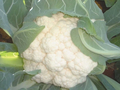 What makes cauliflower different?