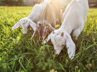 How to use goats and sheep to clear brush