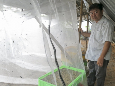 Nuôi côn trùng đẻ trứng vàng