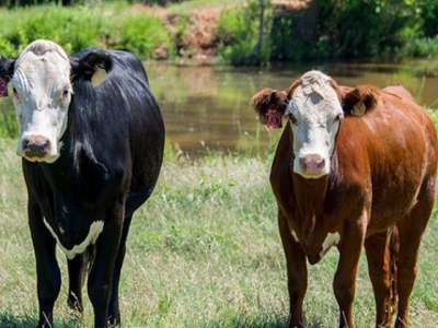 Ensure fall-calving replacement heifers ready for breeding season