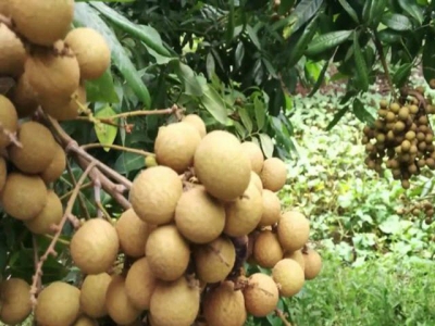 Longans to be exported to Australia