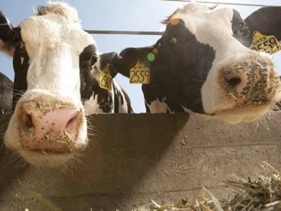 Nitrate study putting dairy farmers in litigation crosshairs