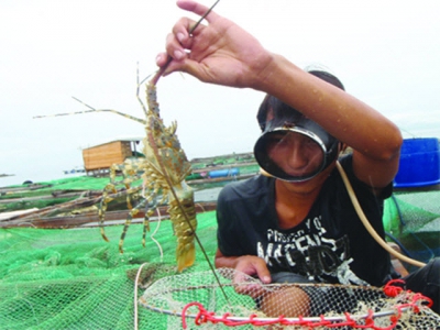 Phòng, trị bệnh cho tôm hùm nuôi