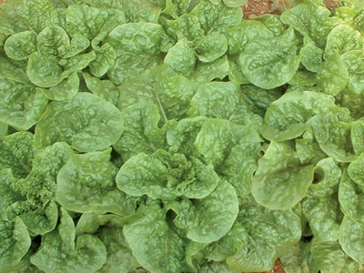 Interesting facts about lettuce