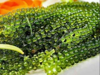 Nuôi trồng rong nho biển